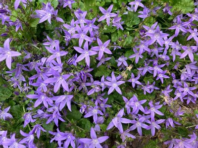 Campanula garganica Ten.: flower