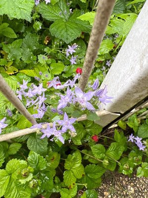 Campanula garganica Ten.: flower