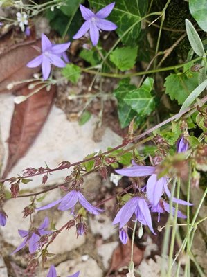 Campanula garganica Ten.: flower