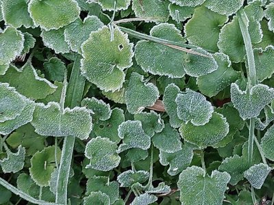 Campanula garganica Ten.: leaf