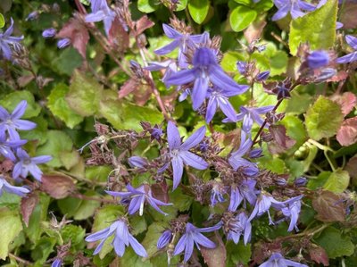 Campanula garganica Ten.: flower