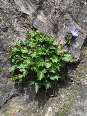 Campanula garganica Ten.: habit