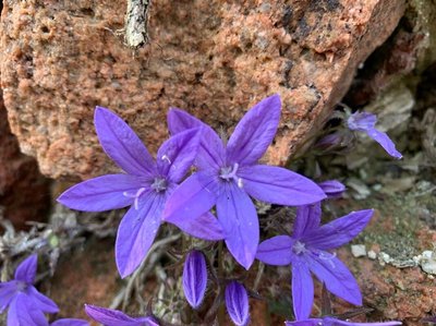 Campanula garganica Ten.: flower