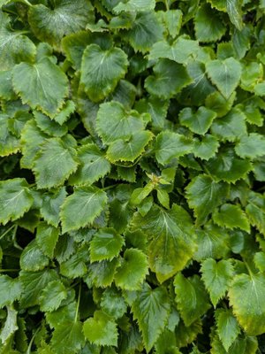 Campanula garganica Ten.: leaf