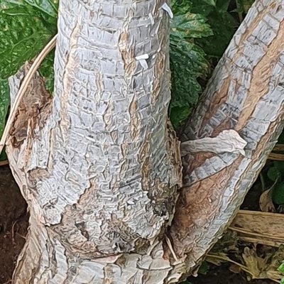 Dracaena ellenbeckiana Engl.: bark
