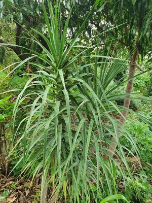 Dracaena ellenbeckiana Engl.: leaf