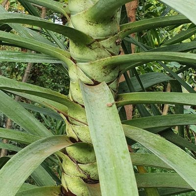 Dracaena ellenbeckiana Engl.: leaf