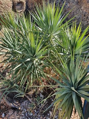 Dracaena ellenbeckiana Engl.: leaf