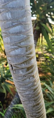 Dracaena ellenbeckiana Engl.: bark