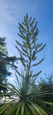 Dracaena ellenbeckiana Engl.: habit