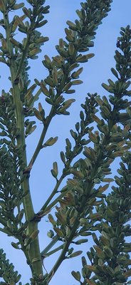 Dracaena ellenbeckiana Engl.: flower