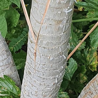 Dracaena ellenbeckiana Engl.: bark