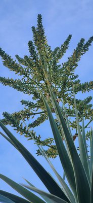 Dracaena ellenbeckiana Engl.: flower