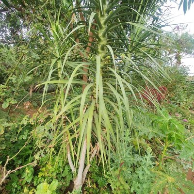 Dracaena ellenbeckiana Engl.: leaf