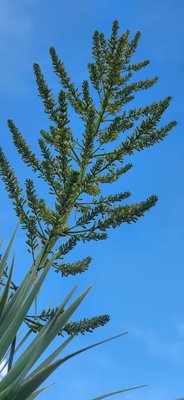 Dracaena ellenbeckiana Engl.: flower