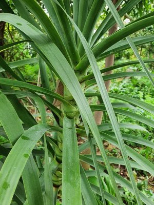 Dracaena ellenbeckiana Engl.: leaf