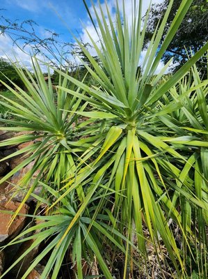 Dracaena ellenbeckiana Engl.: leaf