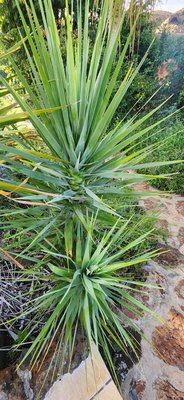 Dracaena ellenbeckiana Engl.: leaf