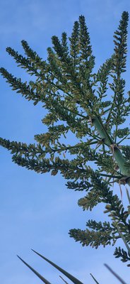 Dracaena ellenbeckiana Engl.: flower