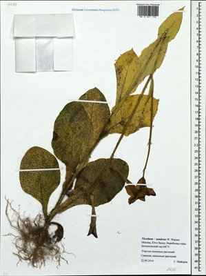 Nicotiana ×sanderae W. Watson (Табак), Moscow University Herbarium