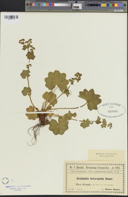 Alchemilla heteropoda (QFA0222036) à l'Herbier Louis-Marie (QFA), Université Laval, Québec, Québec, Canada