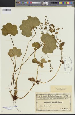 Alchemilla flaccida (QFA0222041) à l'Herbier Louis-Marie (QFA), Université Laval, Québec, Québec, Canada