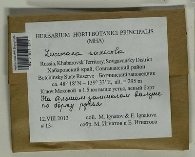 Lescuraea saxicola (Schimp.) Molendo, Moscow University Herbarium