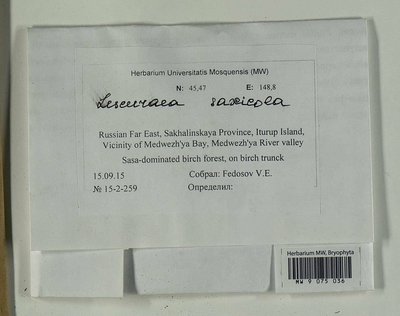 Lescuraea saxicola (Schimp.) Molendo, Moscow University Herbarium