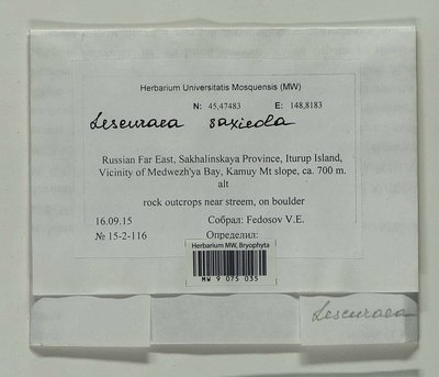 Lescuraea saxicola (Schimp.) Molendo, Moscow University Herbarium