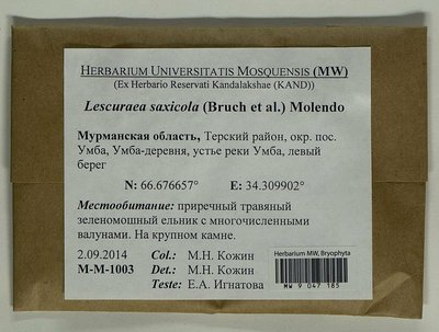 Lescuraea saxicola (Schimp.) Molendo, Moscow University Herbarium