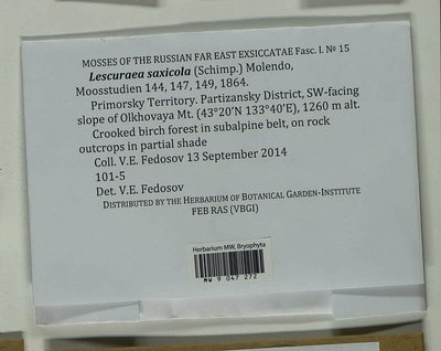 Lescuraea saxicola (Schimp.) Molendo, Moscow University Herbarium