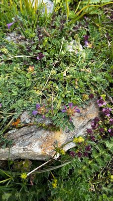 Astragalus leontinus Wulfen: flower
