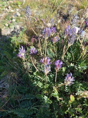 Astragalus leontinus Wulfen: flower