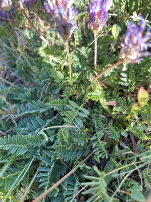 Astragalus leontinus Wulfen: leaf