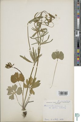 Ranunculus pleiophyllus Dunkel