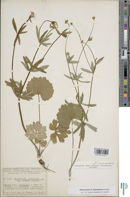 Ranunculus pleiophyllus Dunkel