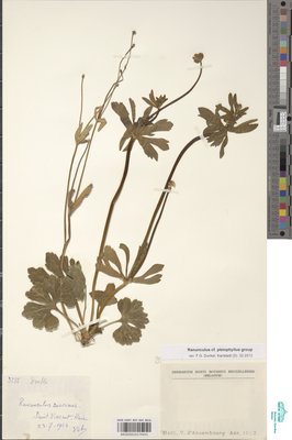 Ranunculus cf. pleiophyllus Dunkel