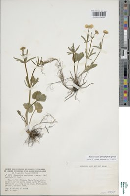 Ranunculus pleiophyllus Dunkel