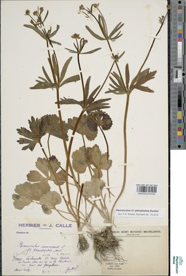 Ranunculus pleiophyllus Dunkel