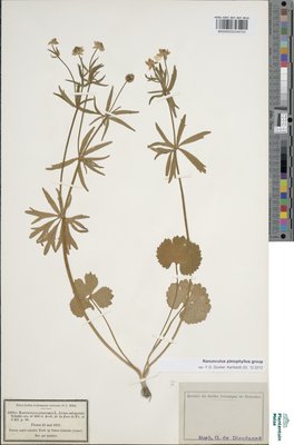 Ranunculus pleiophyllus Dunkel
