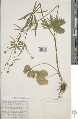 Ranunculus pleiophyllus Dunkel