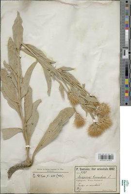 Scorzonera sublanata Lipsch.