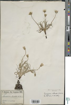 Scorzonera sublanata Lipsch.