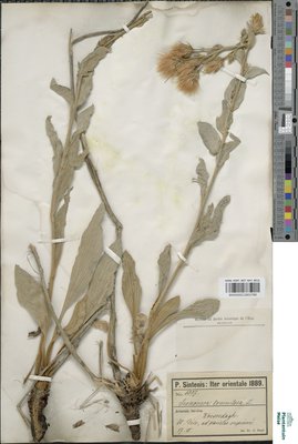 Scorzonera sublanata Lipsch.