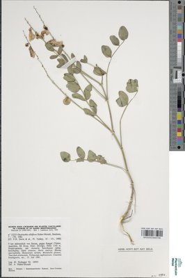 Onobrychis albiflora Hub.-Mor.