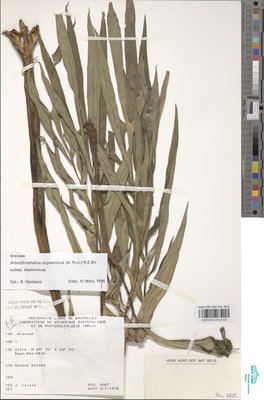 Amorphophallus abyssinicus subsp. abyssinicus