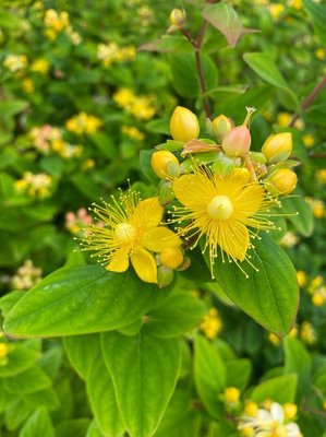 Hypericum × inodorum Mill.: flower