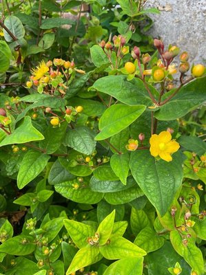 Hypericum × inodorum Mill.: flower