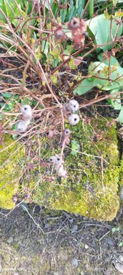 Hypericum × inodorum Mill.: fruit