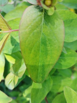 Hypericum × inodorum Mill.: leaf